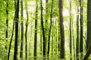 Sun streams through light green leaves in a stand of tall, thin trees.