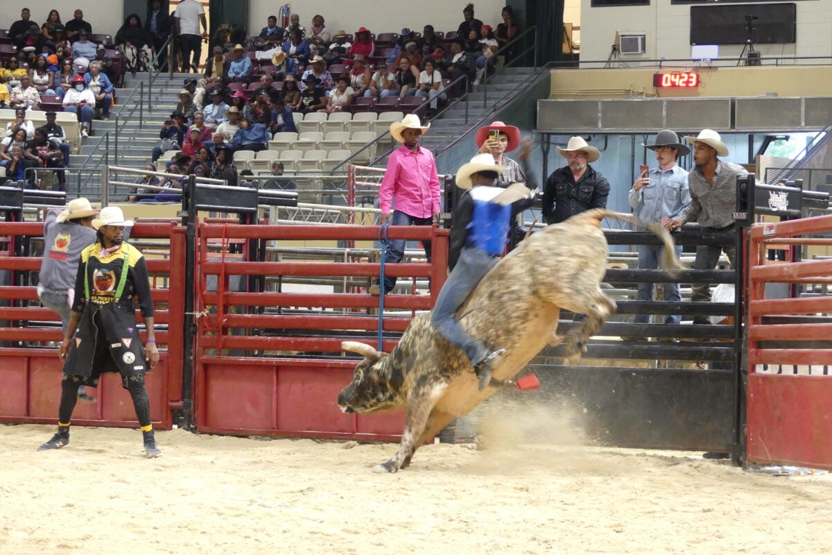 A cowboy wearing a blue safety vest holds tightly to a bucking spotted bull in the dirt arena.