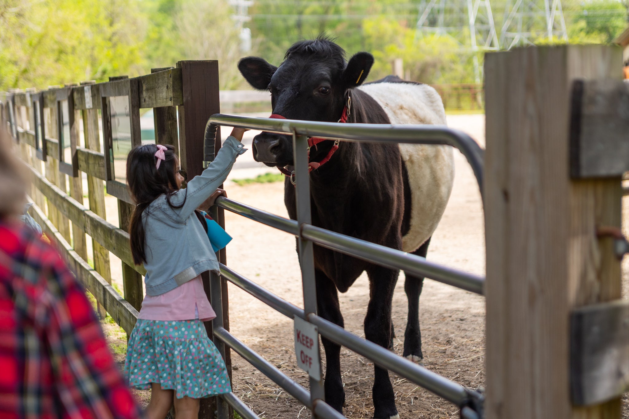 A small girl reaches through the metal gate of a wooden paddock, preparing to pet a cow on the nose. The cow has a white body and black legs, neck, and head. It wears a red bridle and appears extremely calm.