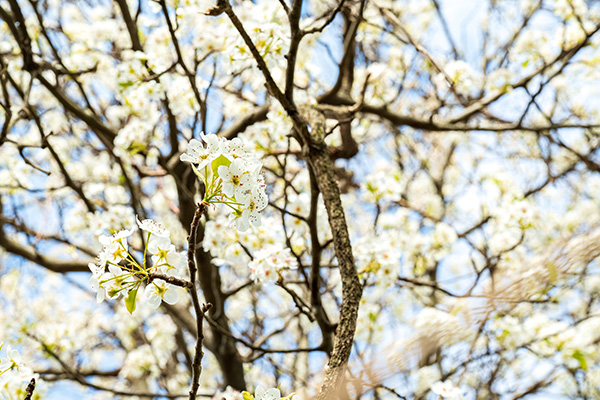 Revitalized tree in spring