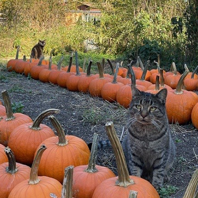 A Tabby cat and a black cat sitting in a field of pumpkins, surrounded by trees