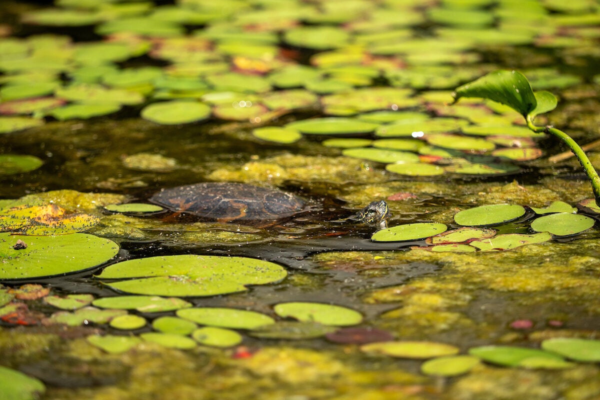 A turtle pokes his head up out of the water in an area covered with dozens of bright green lily pads.