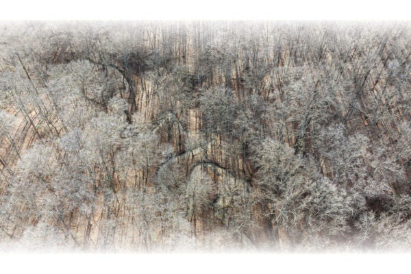 Aerial image of a wooded area with a path or a creek winding through dense, bare trees with no leaves.