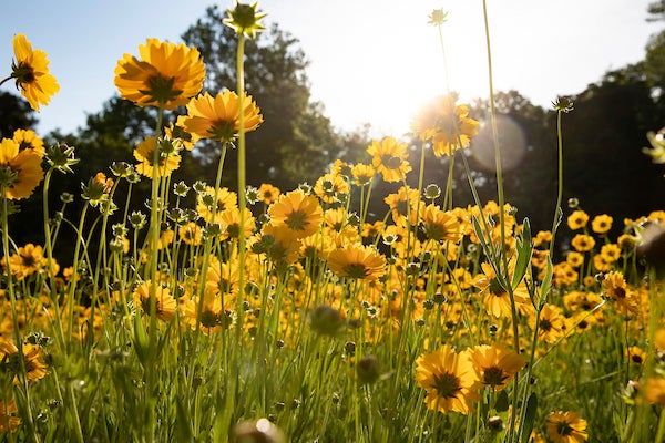 A photograph of a field of yellow daisies.