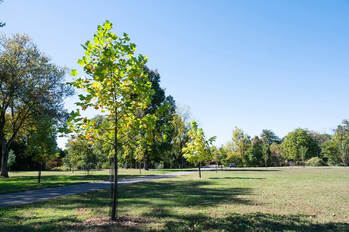 A paved trail leads through a field dotted with trees.