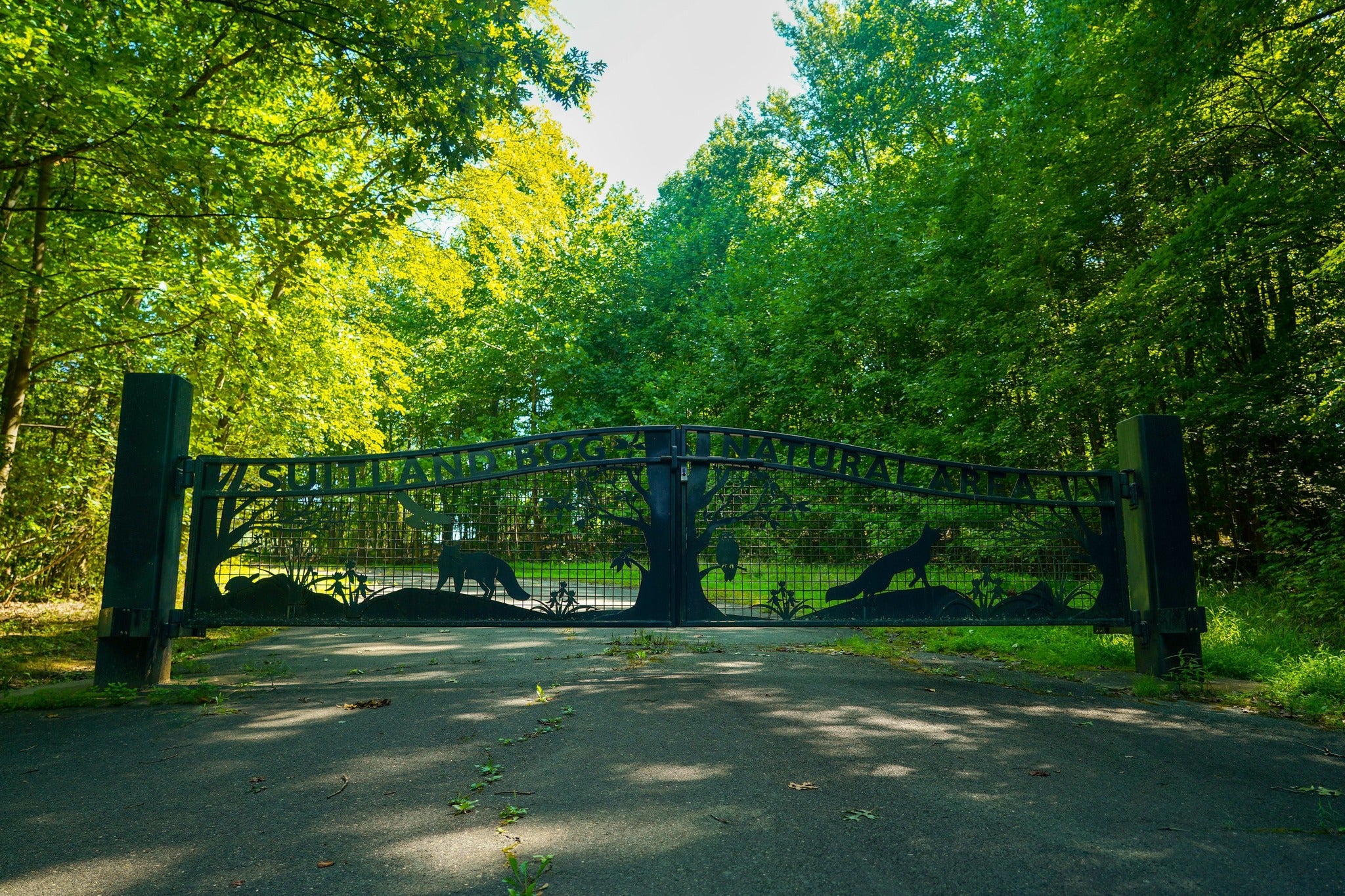 Metal entrance gate reading “Suitland Bog Natural Area” surrounded by tall green trees along a paved path.