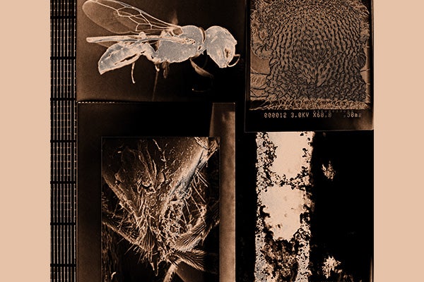 Monochromatic artwork that includes photo negative closeups of insects and natural elements.