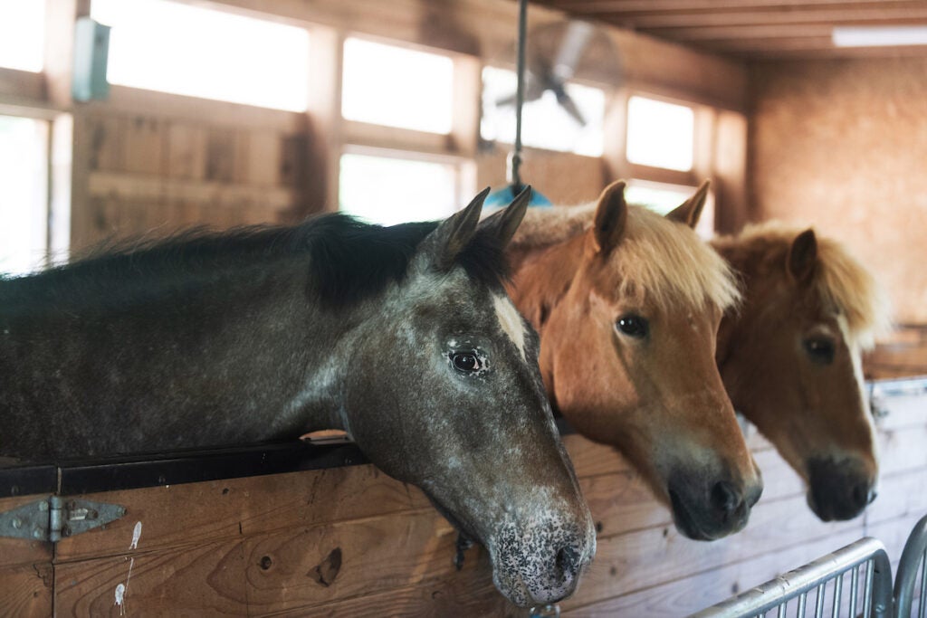 Farm Education: Horse Health Care