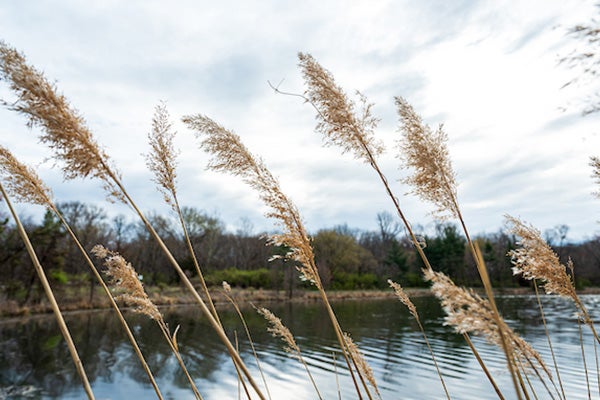 Stalks of dry, straw-colored pampas grass at the edge of a body of water.